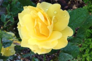 Choose the Perspective of Positivity