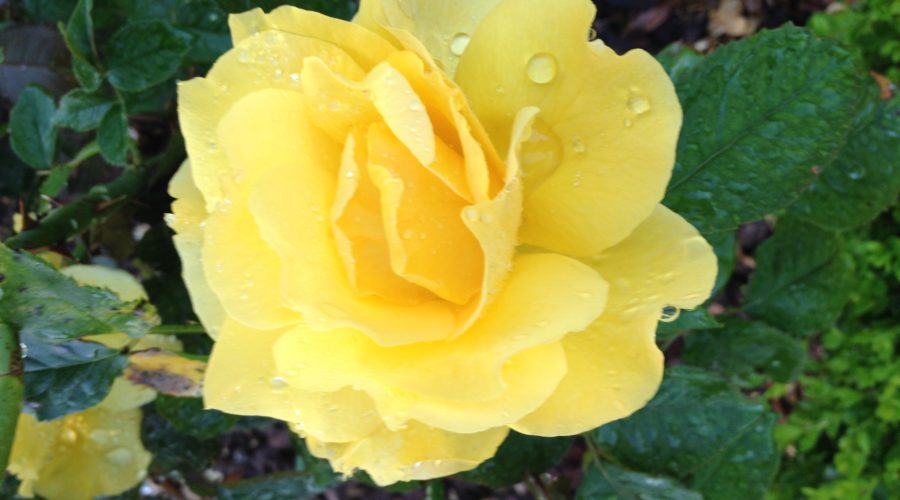 Choose the Perspective of Positivity