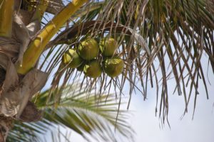 10 Reasons You Should Use Tropical Traditions