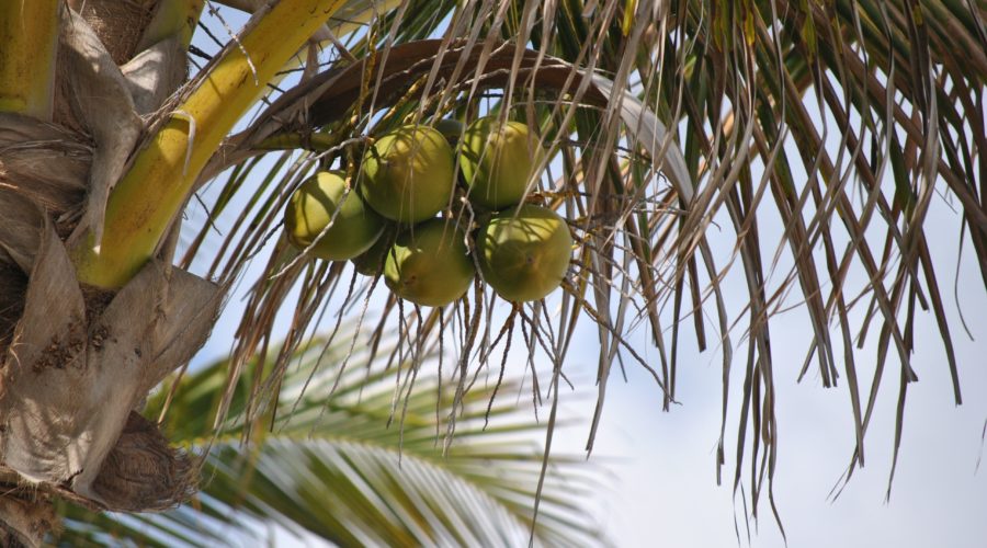 10 Reasons You Should Use Tropical Traditions