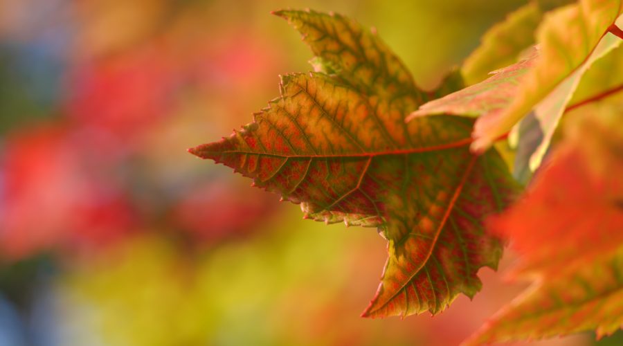 7 Favorite Fall Traditions